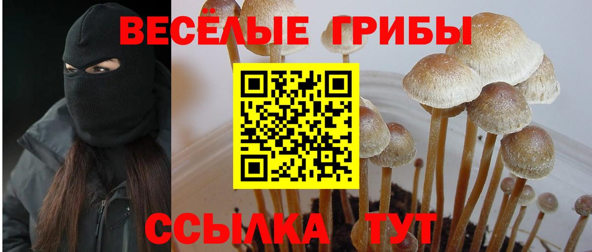 Галлюциногенные грибы Psilocybe Кувандык